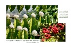 JT3-3_Pill.4-4_喜びなさい_コーヒーの花と実_タイ