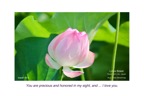 E8-2_Is.43-4_you are precious and honored_lotus